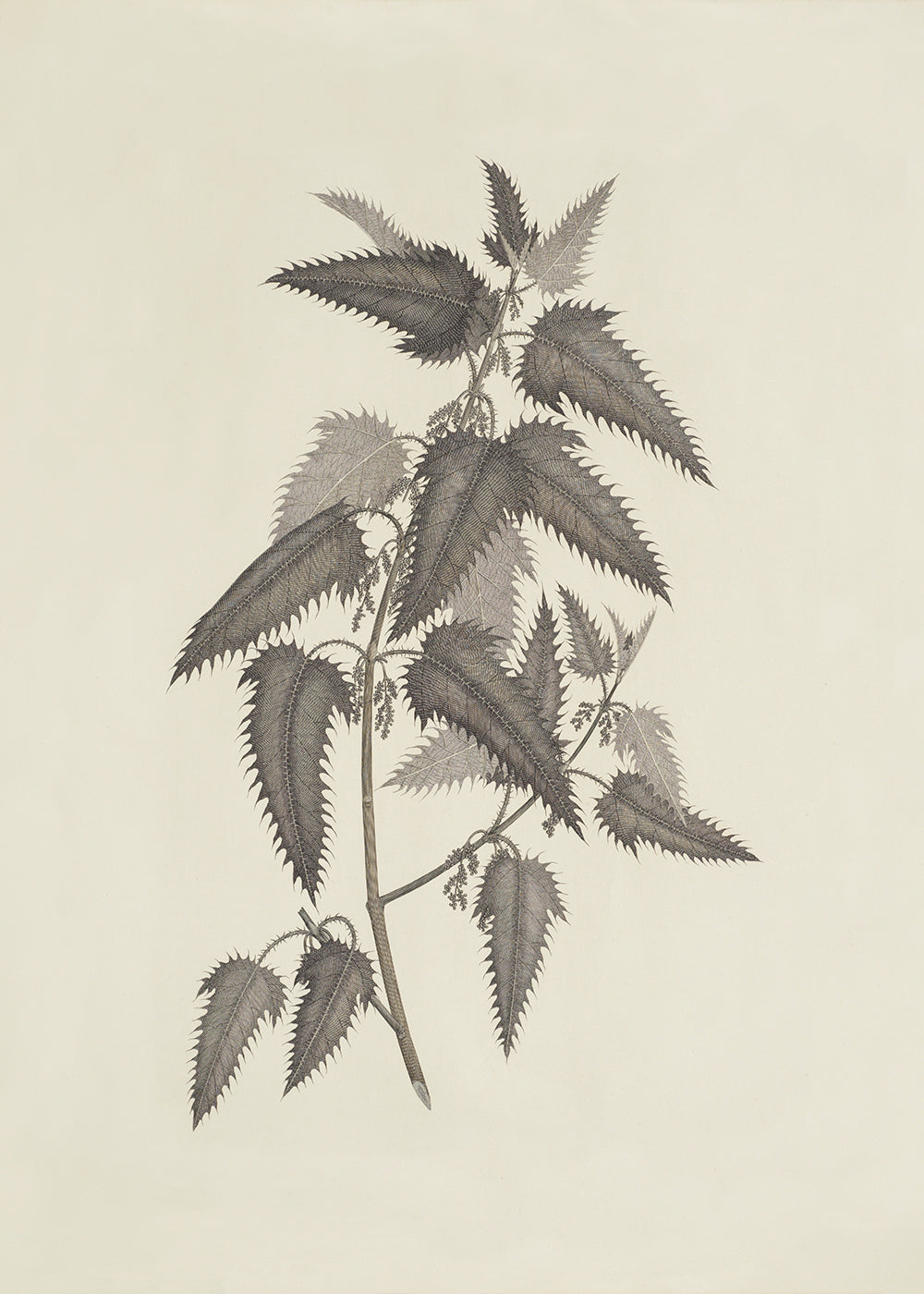 Creamy Foliage 4