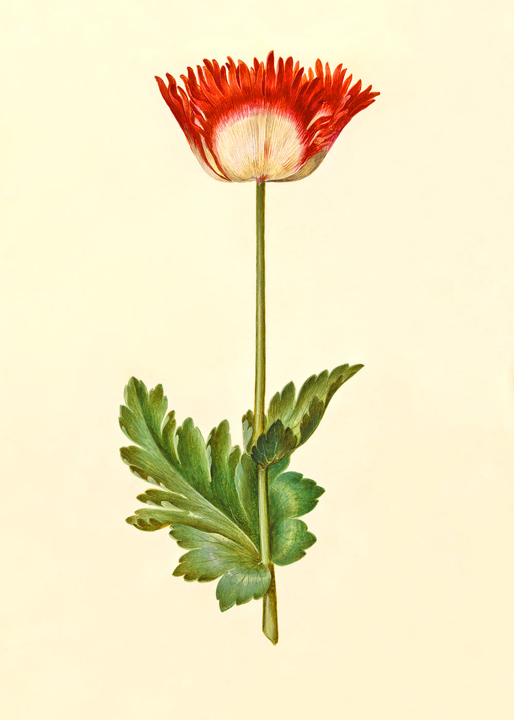 A vintage botanical study of a crimson red flower.