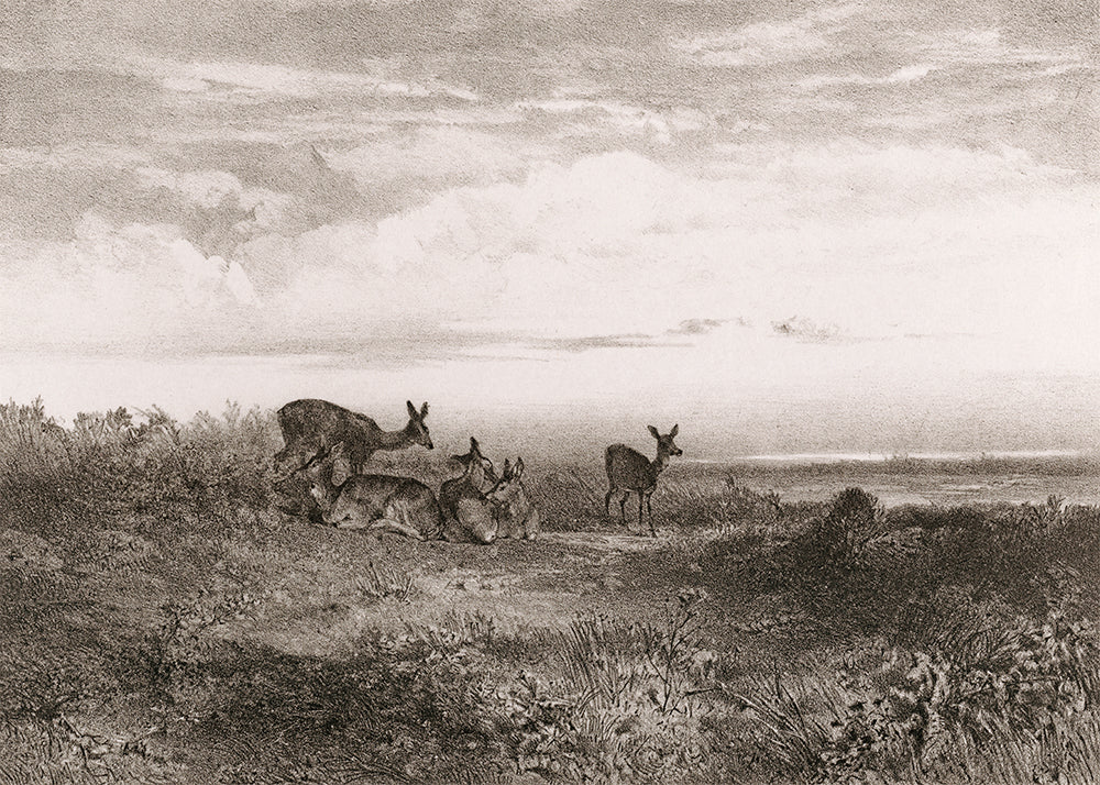 This exquisite wall mural showcases serene deer in a meadow, captured in a whimsical delicate pencil technique. Its playful charm makes it perfect for a child's bedroom.

Available in 5 colour ways.

Featuring shades of grey and ivory.