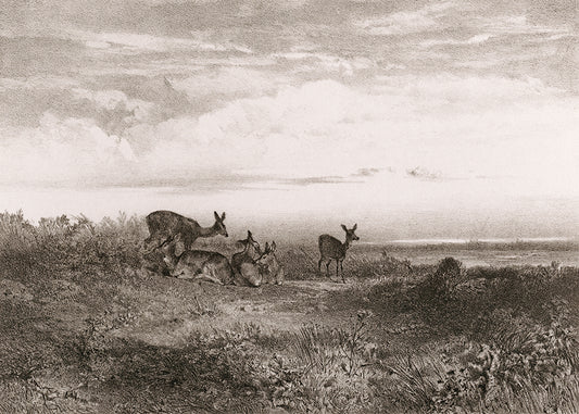 This exquisite wall mural showcases serene deer in a meadow, captured in a whimsical delicate pencil technique. Its playful charm makes it perfect for a child's bedroom.

Available in 5 colour ways.

Featuring shades of grey and ivory.