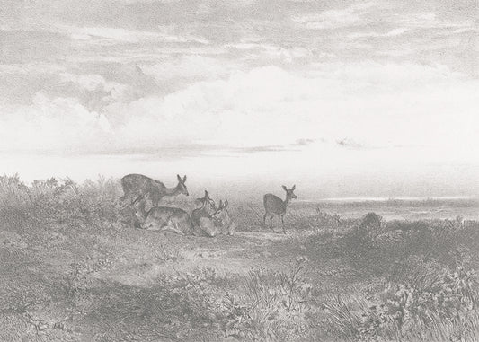 Deer – Grey Mist