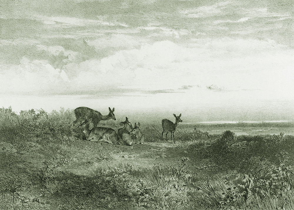 This exquisite wall mural showcases serene deer in a meadow, captured in a whimsical delicate pencil technique. Its playful charm makes it perfect for a child's bedroom.

Featuring tints and shades of sage green.

Available in 5 colour ways.

Available in 'Premium Peel and Stick' or 'Paste the Wall' finishes.