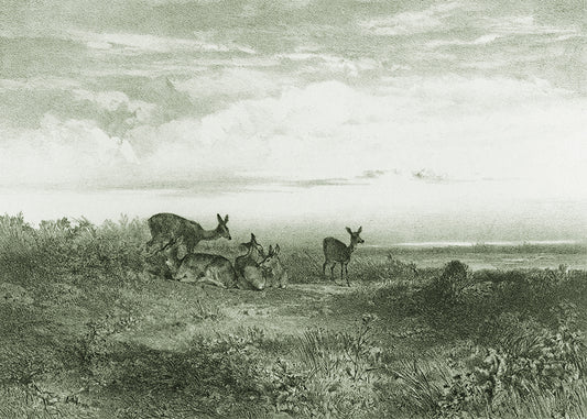 This exquisite wall mural showcases serene deer in a meadow, captured in a whimsical delicate pencil technique. Its playful charm makes it perfect for a child's bedroom.

Featuring tints and shades of sage green.

Available in 5 colour ways.

Available in 'Premium Peel and Stick' or 'Paste the Wall' finishes.