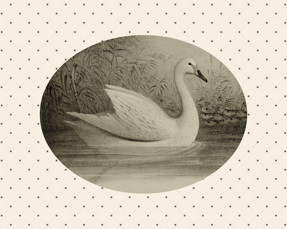 A sweet oval framed vintage print of a Sepia toned Cygnet on a pond, set upon a diamond pattern background. Part of a pair.

Featuring cream, brown and black.
A museum-quality fine art print with a lightly textured, matt finish, using giclée printing techniques that won't fade.