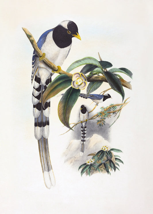 A vintage bird study with black, white and blue feathers.