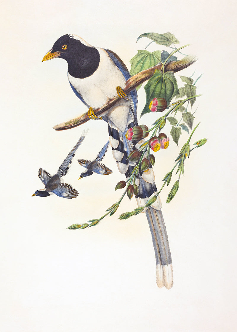 A vintage study of a bird with black, white and blue feathers with pretty foliage.