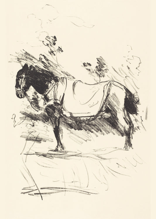 Donkey