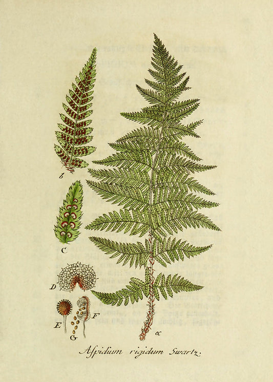 Vintage Ferns 1