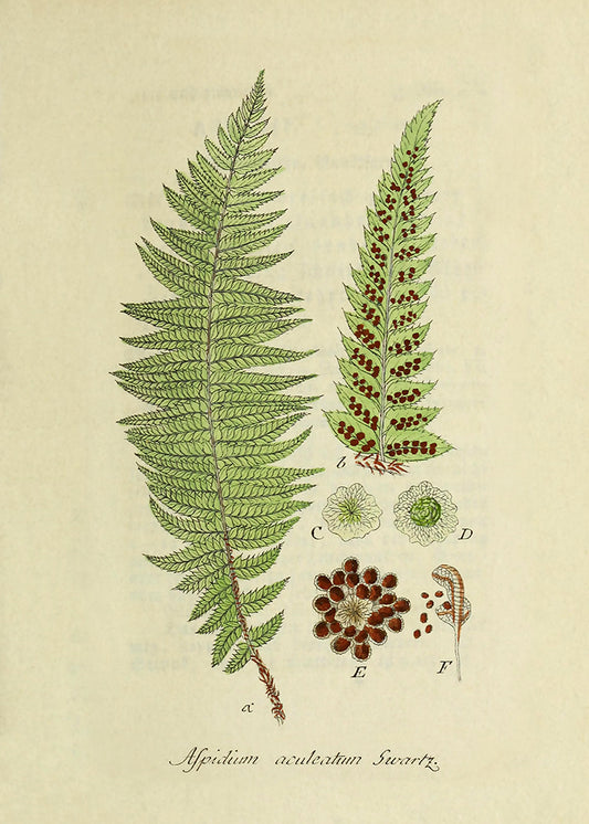 Vintage Ferns 2