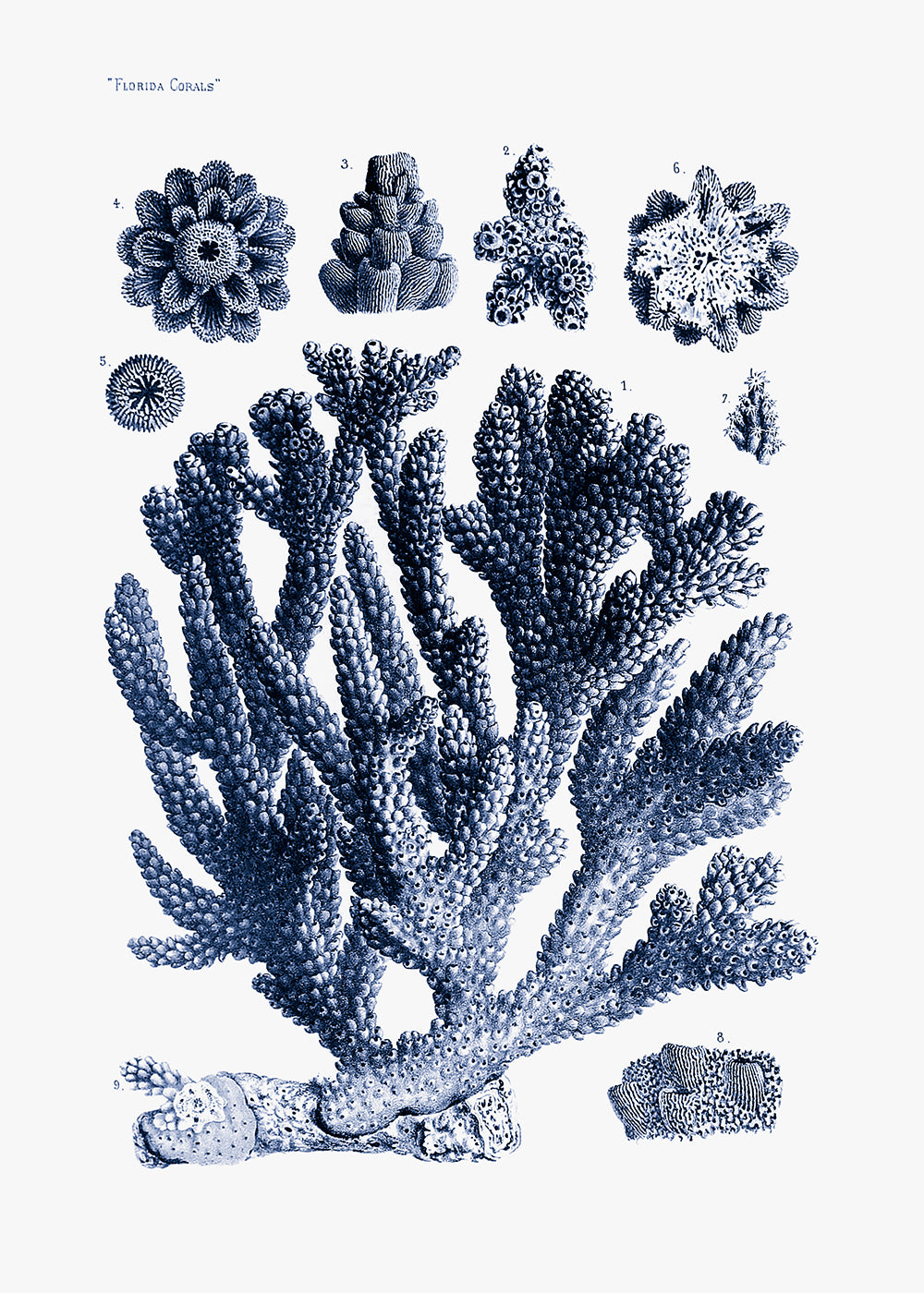 A vintage, blue duotone lithograph of Florida Corals. Part of a pair.