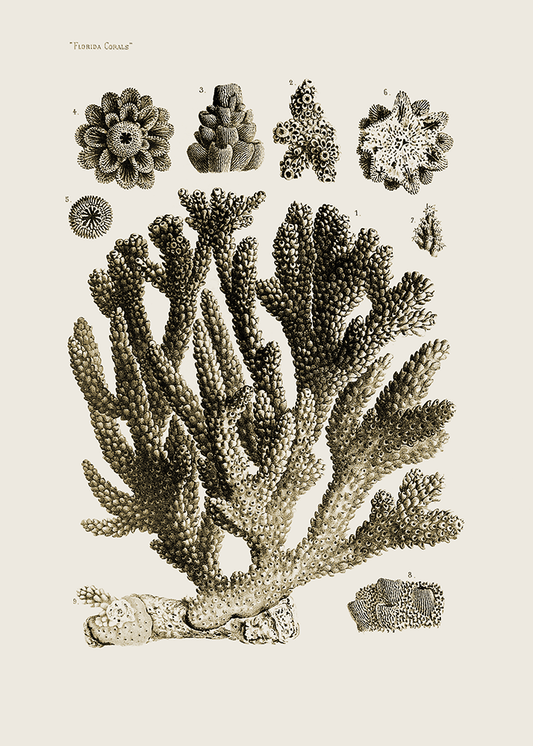 Florida Coral 1