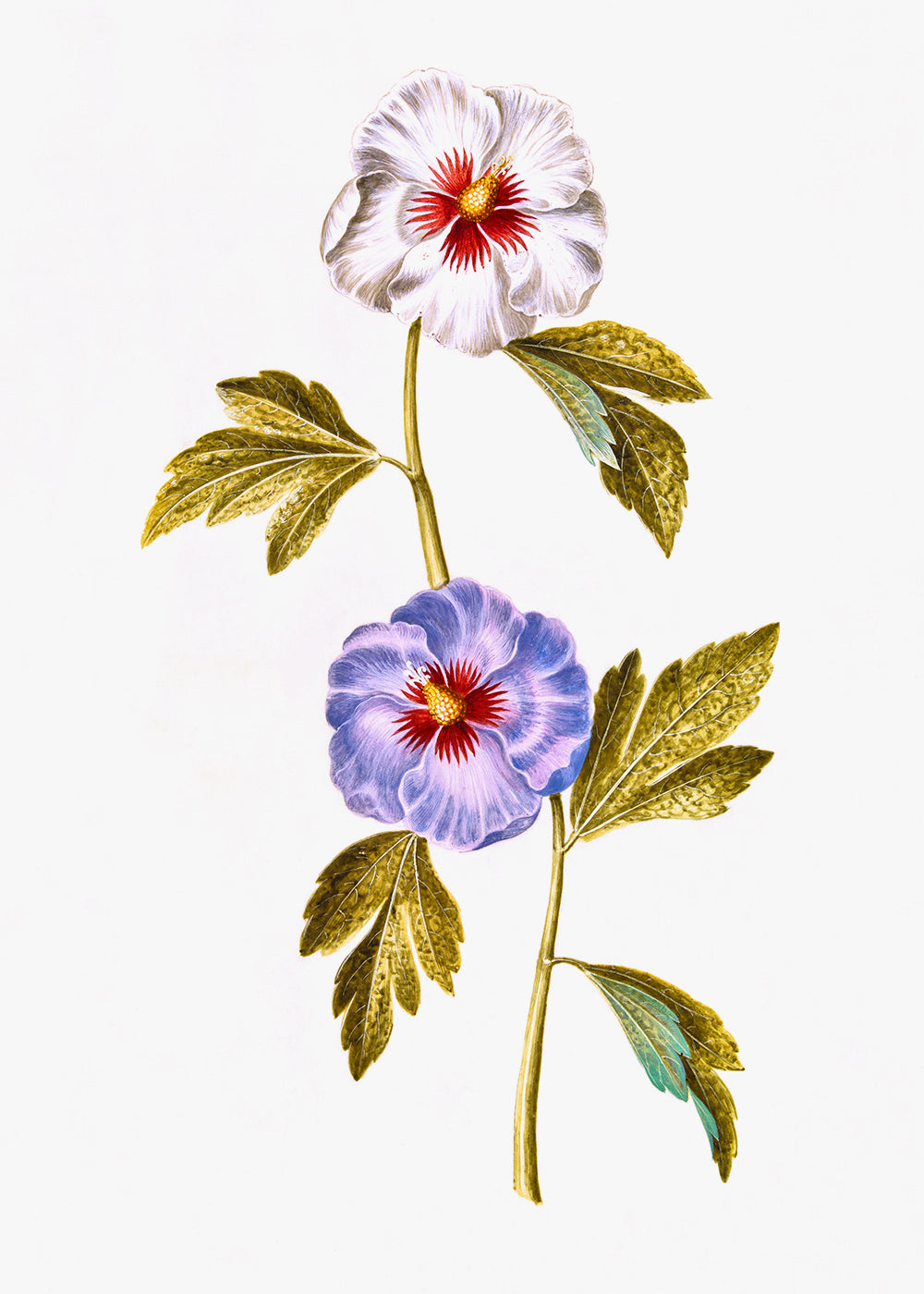 A vintage floral study of white and purple flowers.