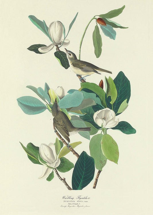 A classical vintage bird study of a Warbling Flycatcher on a branch.