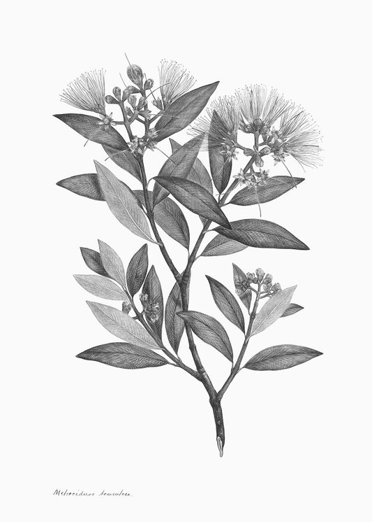 A delicate black and white lithograph of foliage. Part 1 in a series of 3, use on its own or with prints 2 or 3.

A museum-quality fine art print with a lightly textured, matt finish, using giclée printing techniques that won't fade.