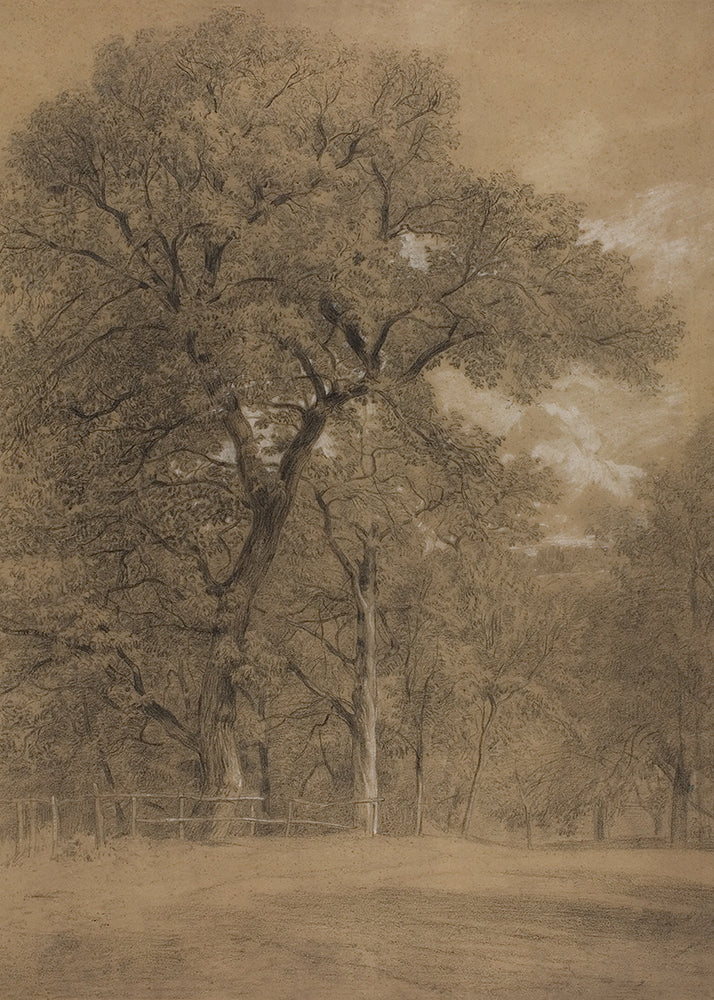 A moody vintage sketch of trees at the edge of a forest.

Featuring tan, grey, black and ivory.
A museum-quality fine art print with a lightly textured, matt finish, using giclée printing techniques that won't fade.