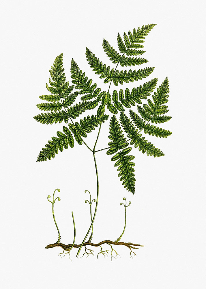 Illustration of a fern plant on a white background