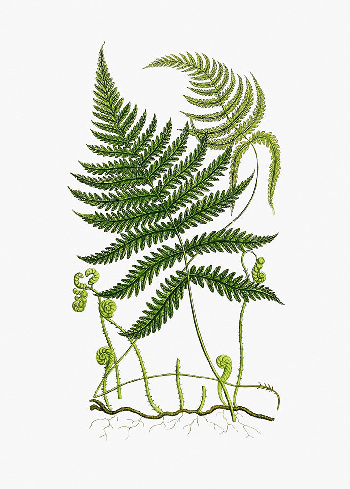 Fresh Fern 2