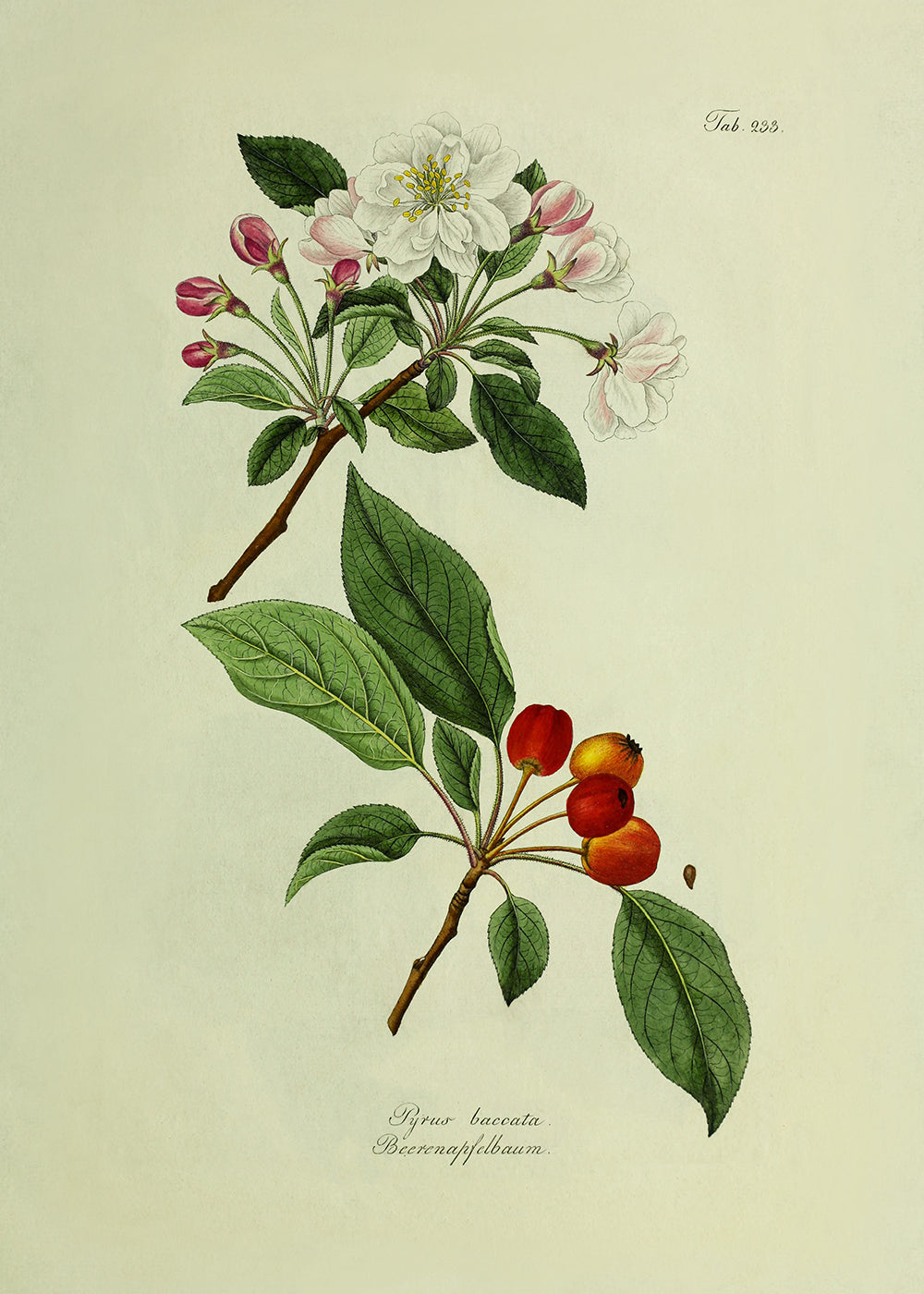 A charming antique fruit and blossom study. Part of a pair.