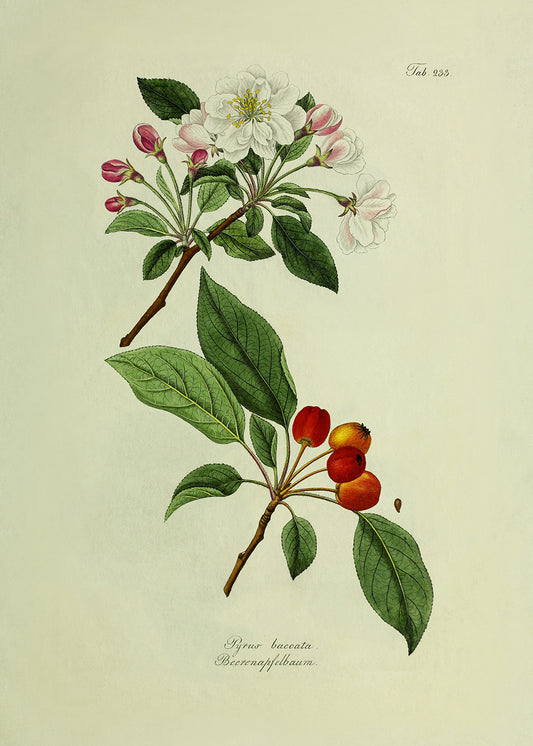 Antique Fruit & Flower 2