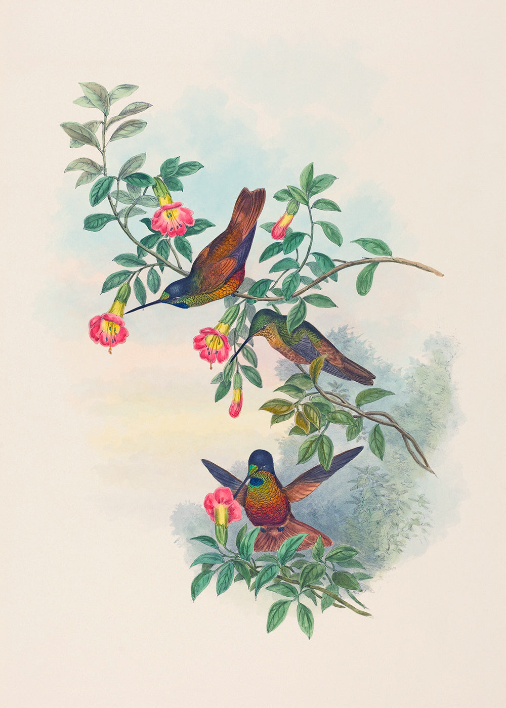 A vintage study of colourful birds and tropical foliage.