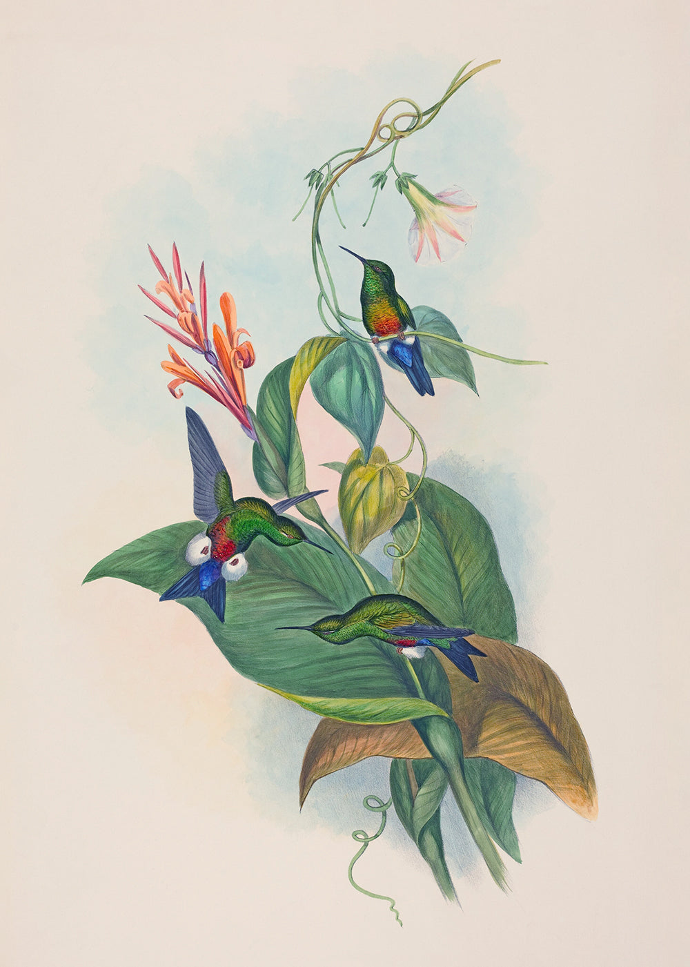 A vintage study of colourful birds and tropical foliage.