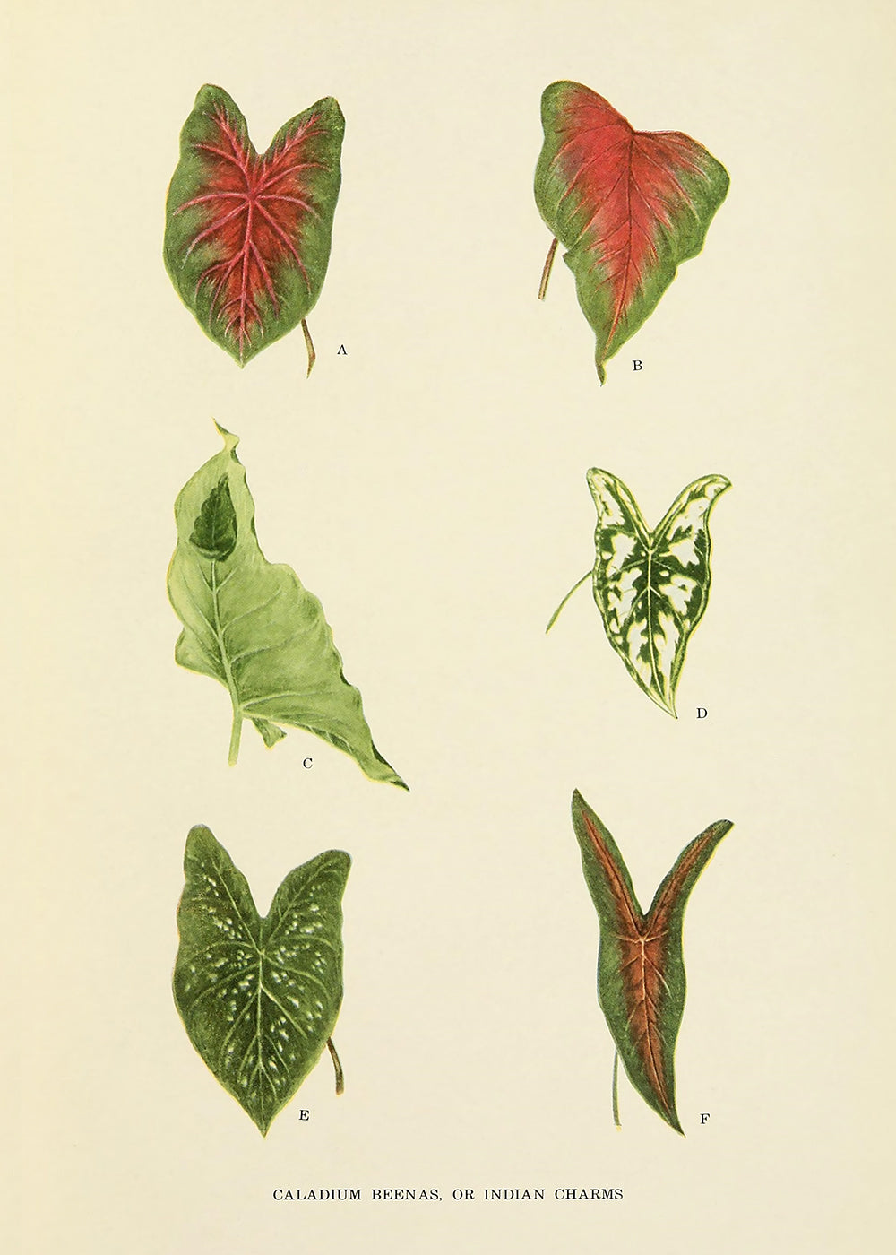 A vintage botanical leaf study.