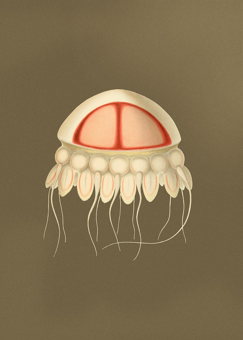 Jellyfish