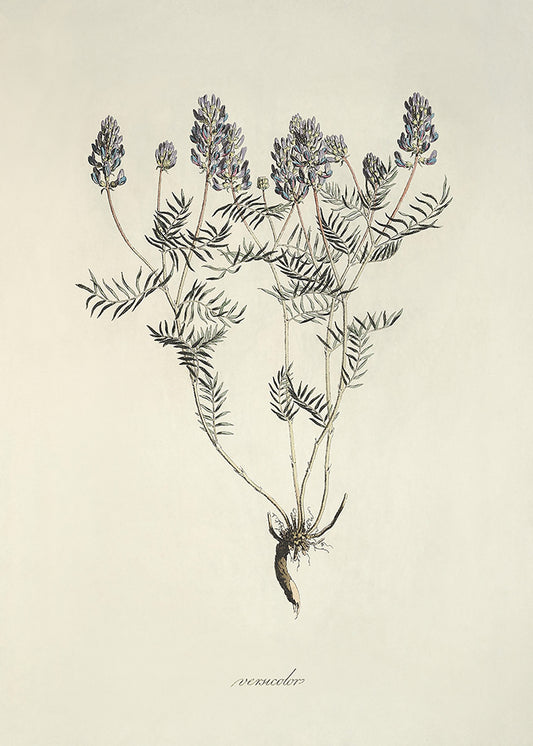 Lavendar 1
