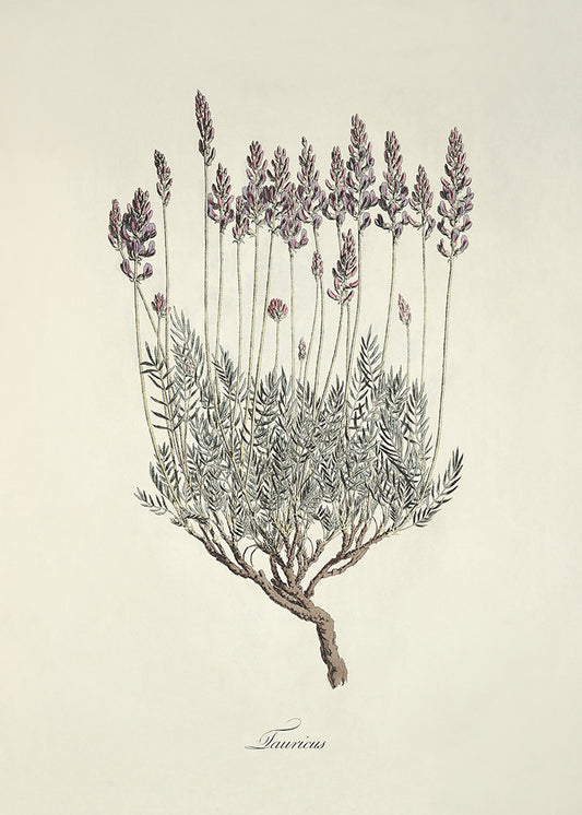 Lavendar 2