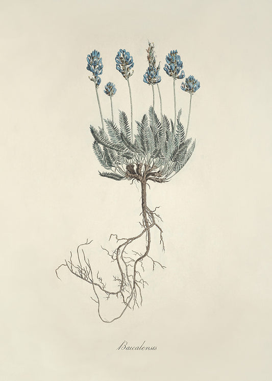 Lavendar 3