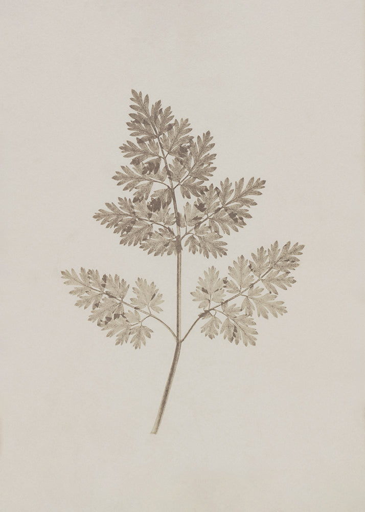 Botanical illustration of a leafy plant on a beige background