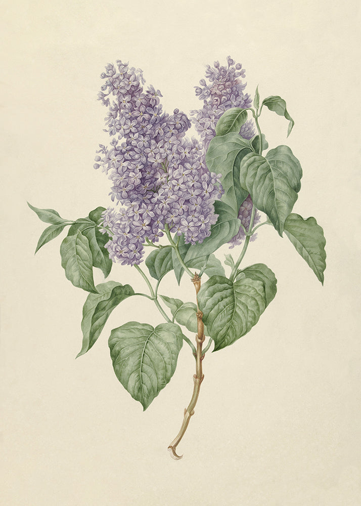 Lilac