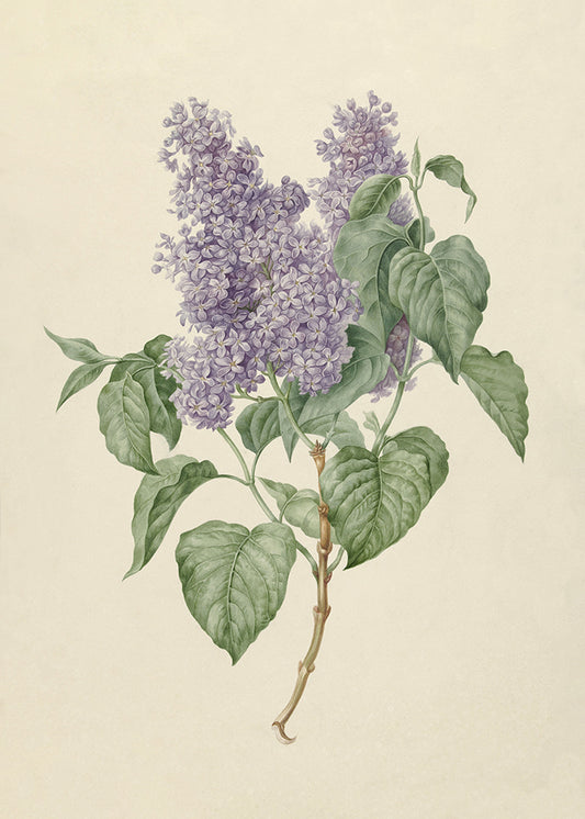 Lilac
