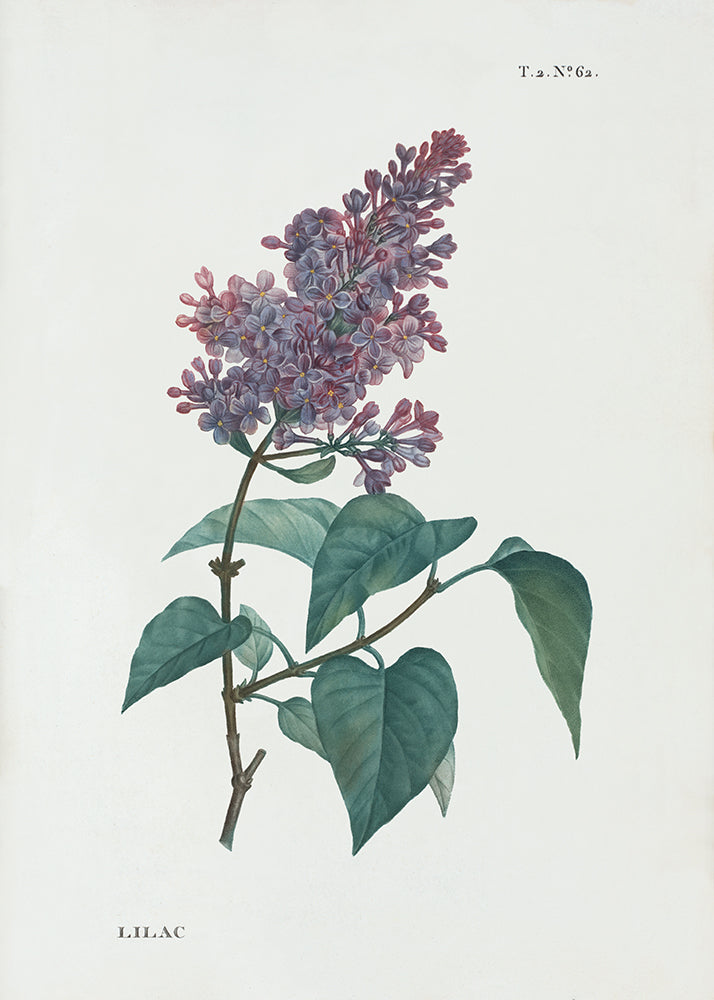 An elegant vintage botanical study celebrating the delicate beauty of lilac. This charming piece is part of a complementary pair. A timeless addition that brings botanical grace and nostalgic appeal to your home.

Featuring mauve, purple, shades of green, yellow, black and vintage cream.
A museum-quality fine art print with a lightly textured, matt finish, using giclée printing techniques that won't fade.