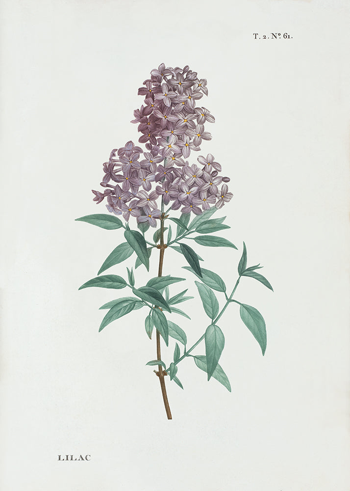 Illustration of a branch of lilac flowers on a white background