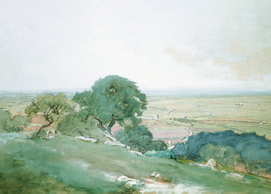 Olive Trees