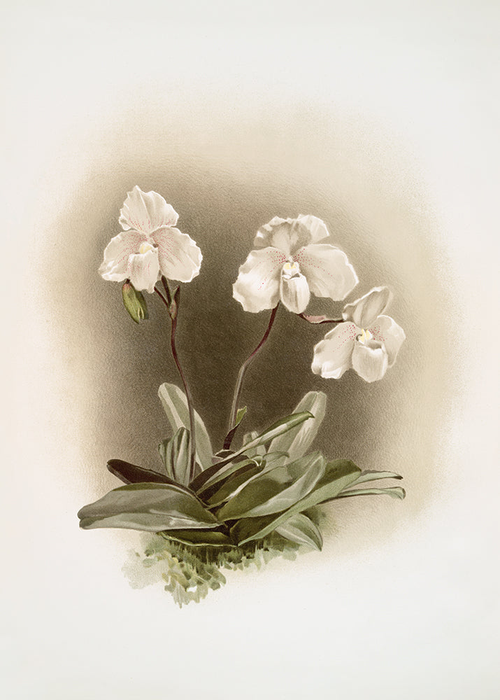 A beautiful lithograph of a muted white orchid.

Featuring cream, green, grey, tan and deep claret.
A museum-quality fine art print with a textured, matt finish, using giclée printing techniques that won't fade.