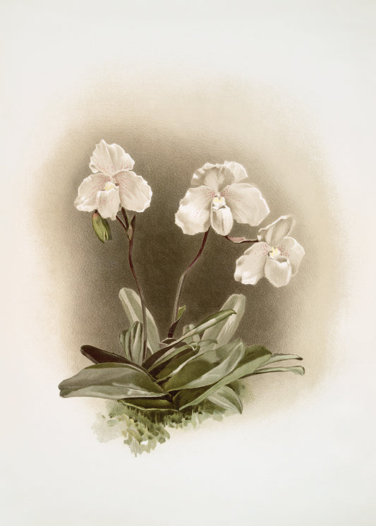 A beautiful lithograph of a muted white orchid.

Featuring cream, green, grey, tan and deep claret.
A museum-quality fine art print with a textured, matt finish, using giclée printing techniques that won't fade.