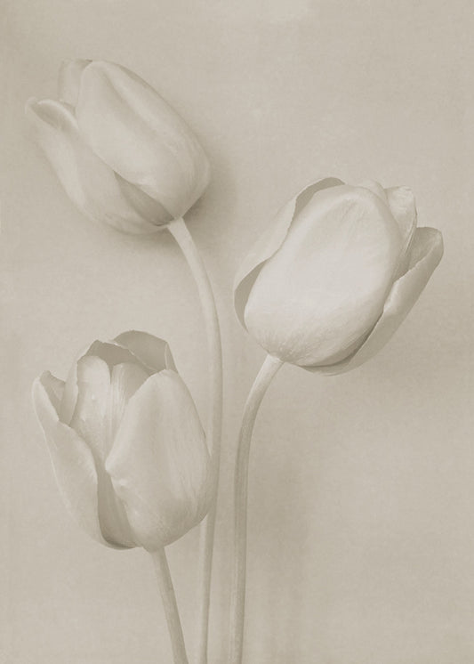 Vintage Tulips