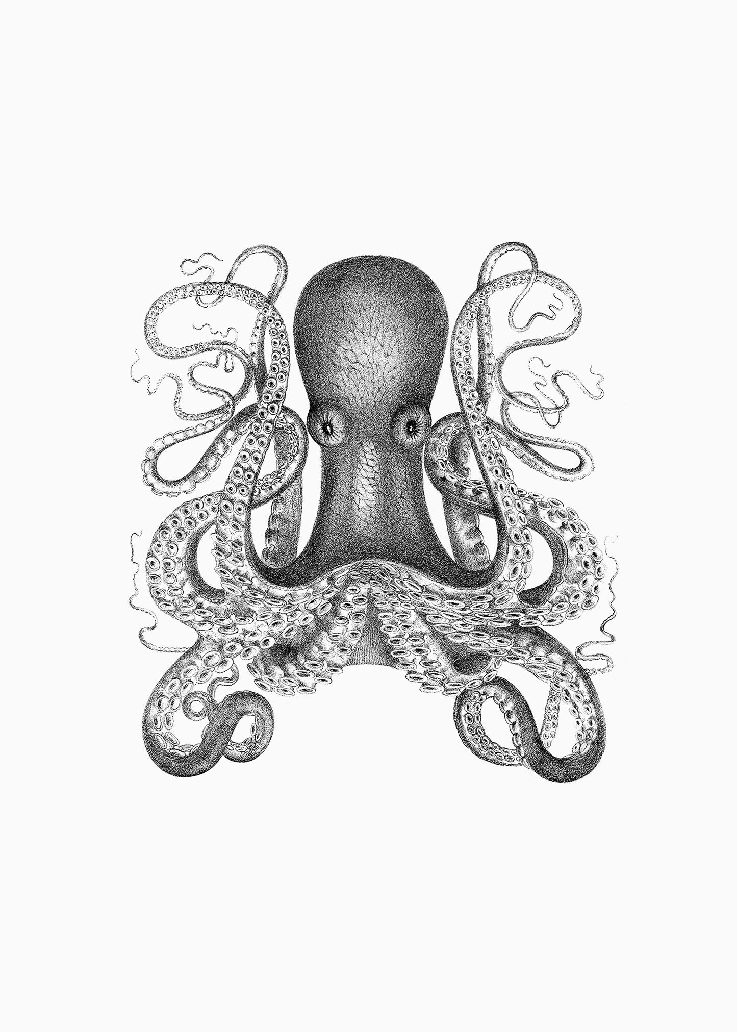 Octopus 1