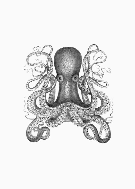 Octopus 1