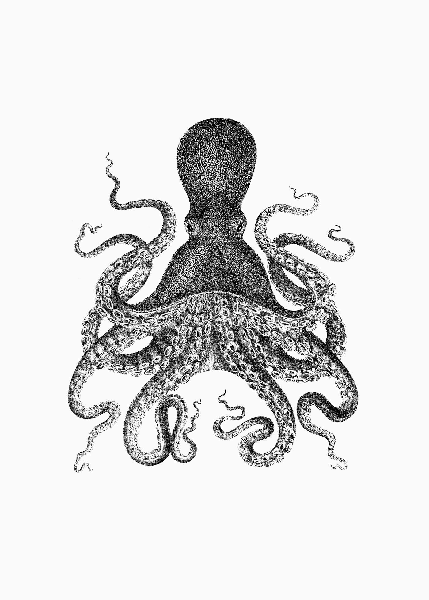 Octopus 2