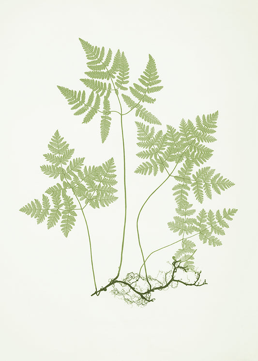 Olive Fern 1