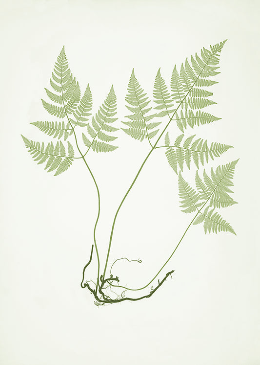 Olive Fern 2