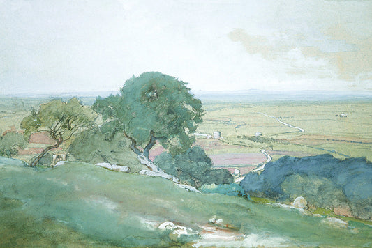 Olive Trees