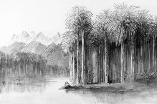 Palm Grove in Black & White