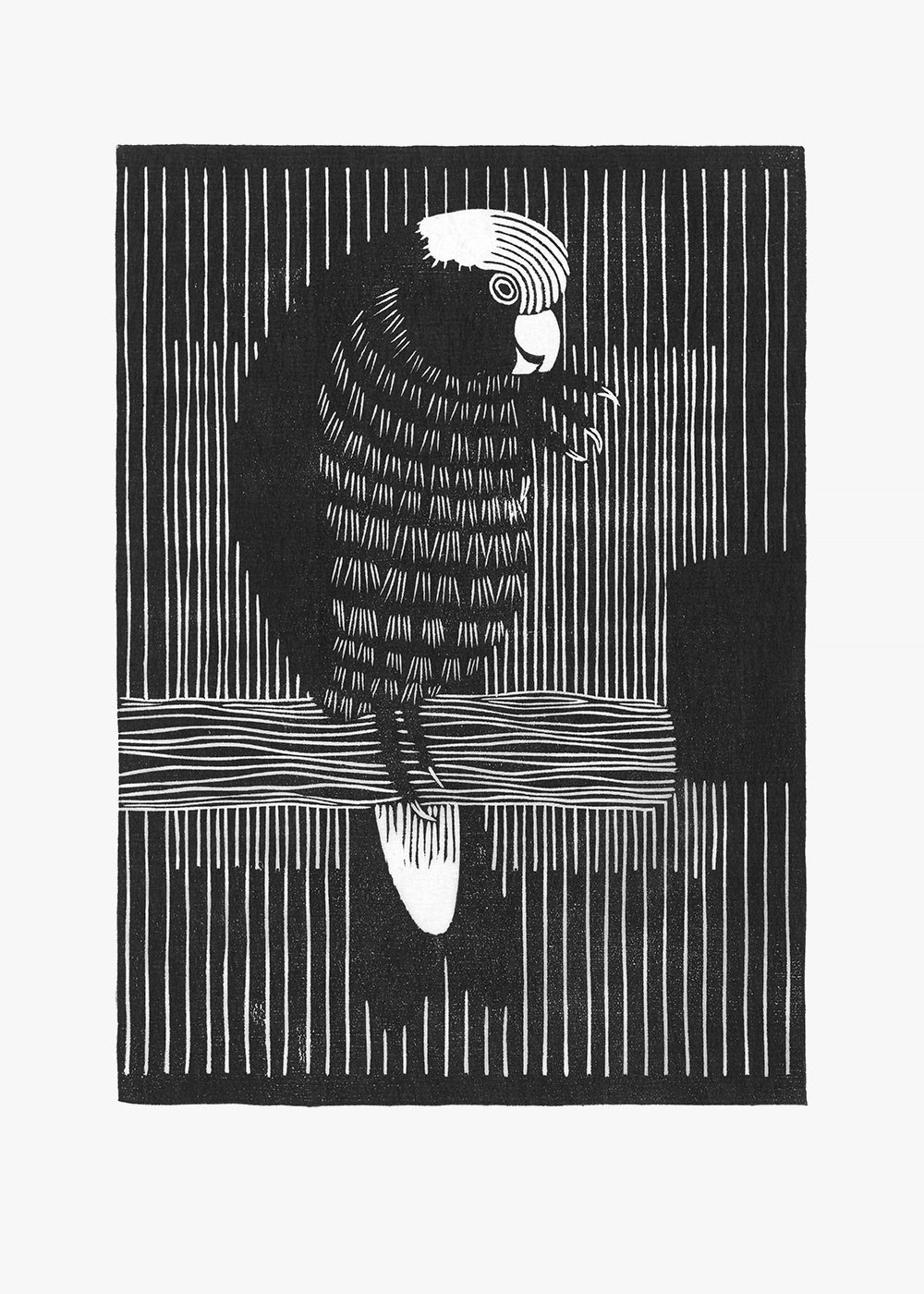 Stripy Parakeet