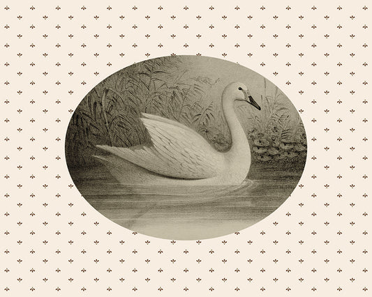 A sweet oval framed vintage print of a Sepia toned Cygnet on a pond, set upon a patterned background. Part of a pair.

Featuring cream, green, brown and black.
A museum-quality fine art print with a lightly textured, matt finish, using giclée printing techniques that won't fade.