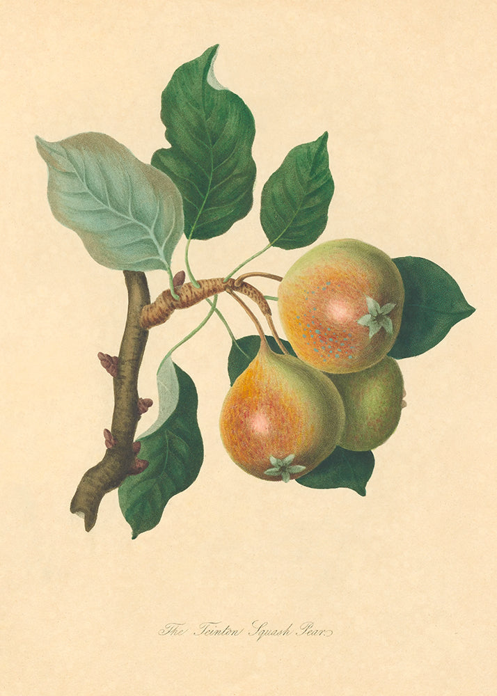 Illustration of pears on a branch with leaves on a beige background