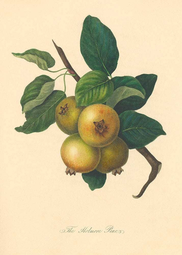 Illustration of apples with leaves on a beige background